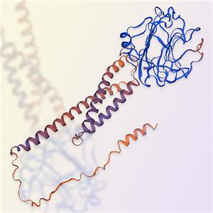 重组小鼠PTX3蛋白-ACROBiosystems百普赛斯