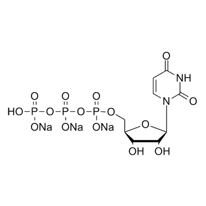 尿苷-5'-三磷酸,Uridine-5'-triphosphate