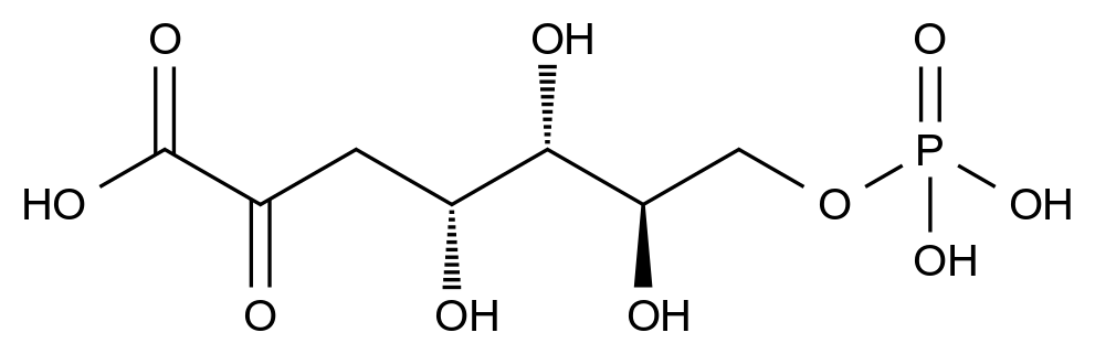 3-脫氧-D-阿拉伯庚烯酸7-磷酸,3-Deoxy-D-arabino-heptulosonate 7-Phosphate