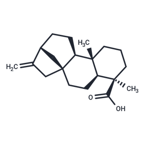 異貝殼杉烯酸|T3929