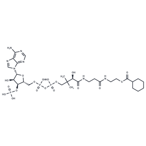 Cyclohexanoyl Coenzyme A|T38025|TargetMol