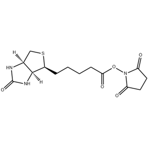 (+)生物素-N-琥珀酰亞胺基酯,(+)-Biotin N-hydroxysuccinimide ester