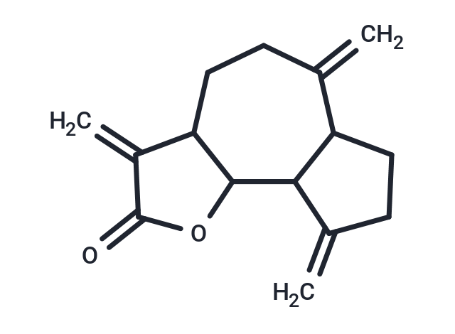 去氫木香烴內(nèi)酯,Dehydrocostus Lactone