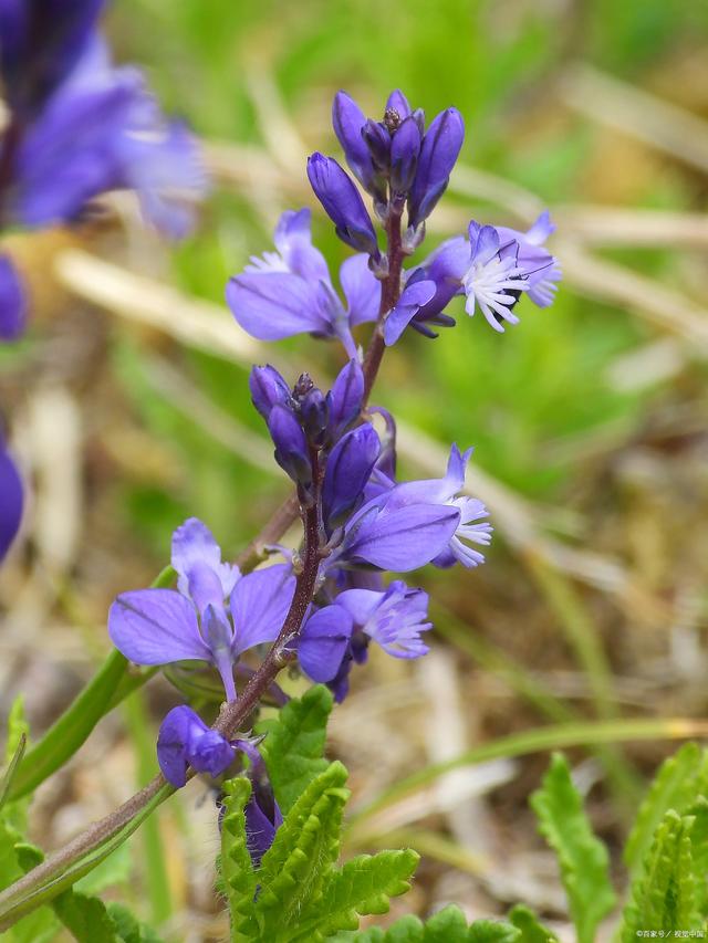 黃芩提取物,Scutellaria baicalensis extract