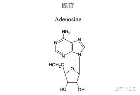 腺苷,adenosine