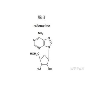 腺苷,adenosine