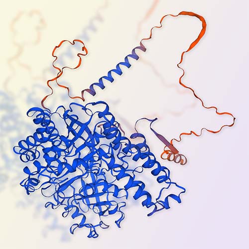 CD71蛋白,Transferrin R