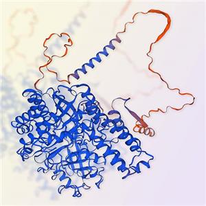 Transferrin R/CD71蛋白 ACROBiosystems百普賽斯