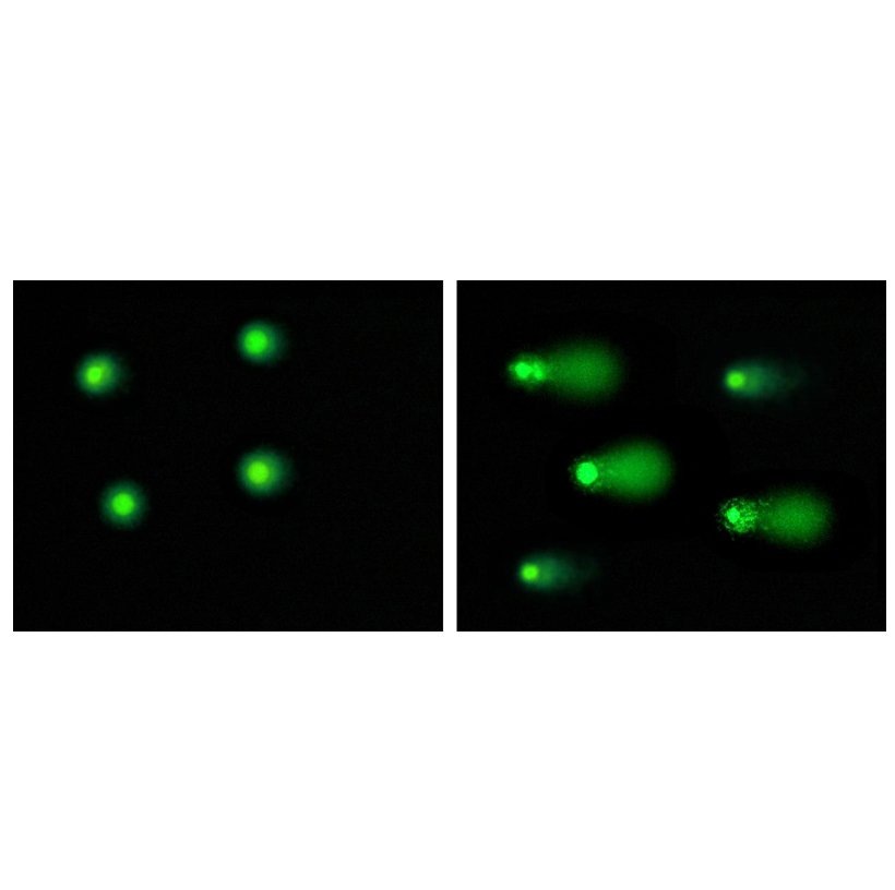 cellbiolabs彗星分析試劑盒（Comet Assay）