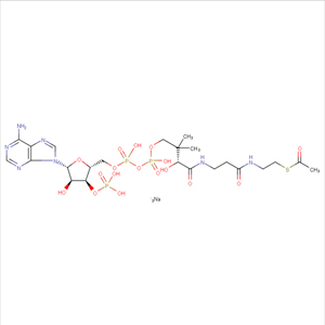 乙酰輔酶 A 鈉鹽,Acetyl coenzyme A sodium salt