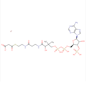 丙二酰輔酶 A 鋰鹽,MALONYL COENZYME A LITHIUM SALT