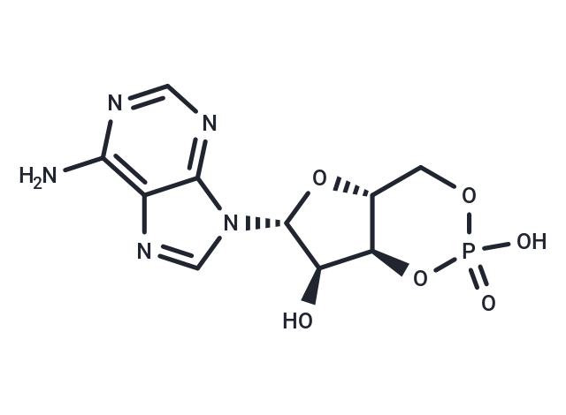 環(huán)磷腺苷,Cyclic AMP