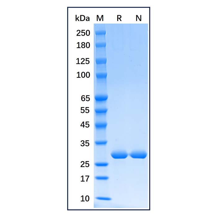 Recombinant Human Heme Oxygenase 1 Protein,Recombinant Human Heme Oxygenase 1 Protein