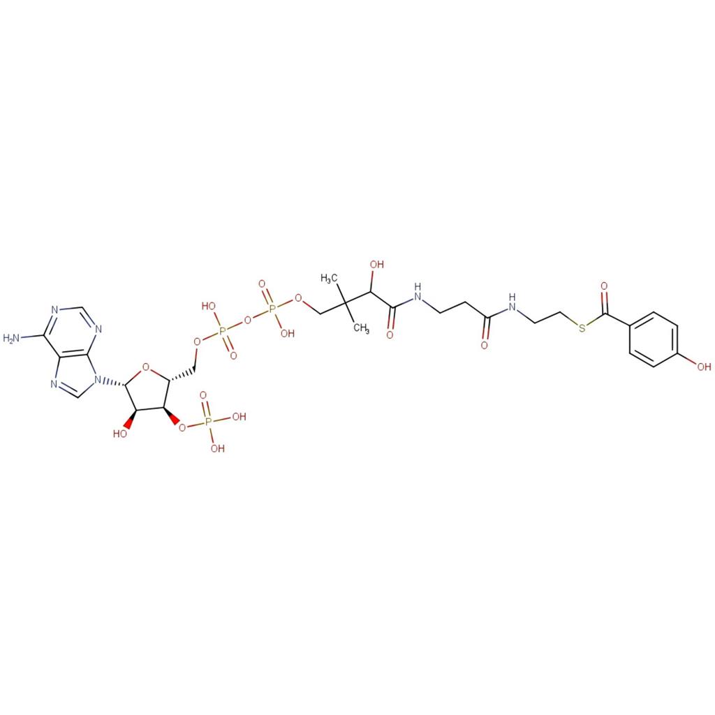 4-羥基苯甲酰輔酶A,4-hydroxybenzoylCoenzyme A