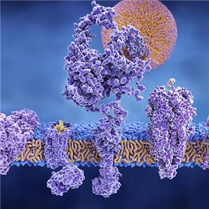 FGFR2重组蛋白，ACROBiosystems百普赛斯