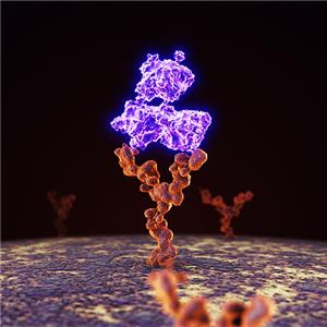 Protein L重組蛋白，ACROBiosystems百普賽斯