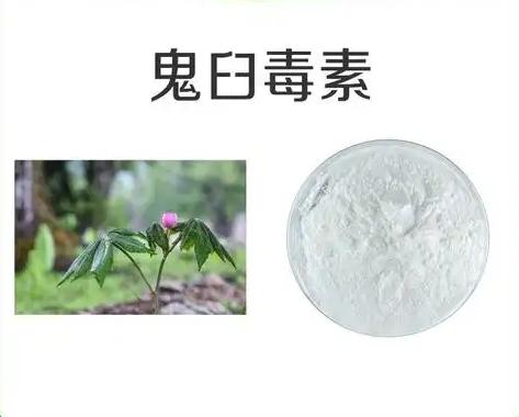 鬼臼毒素,Podophyllotoxin