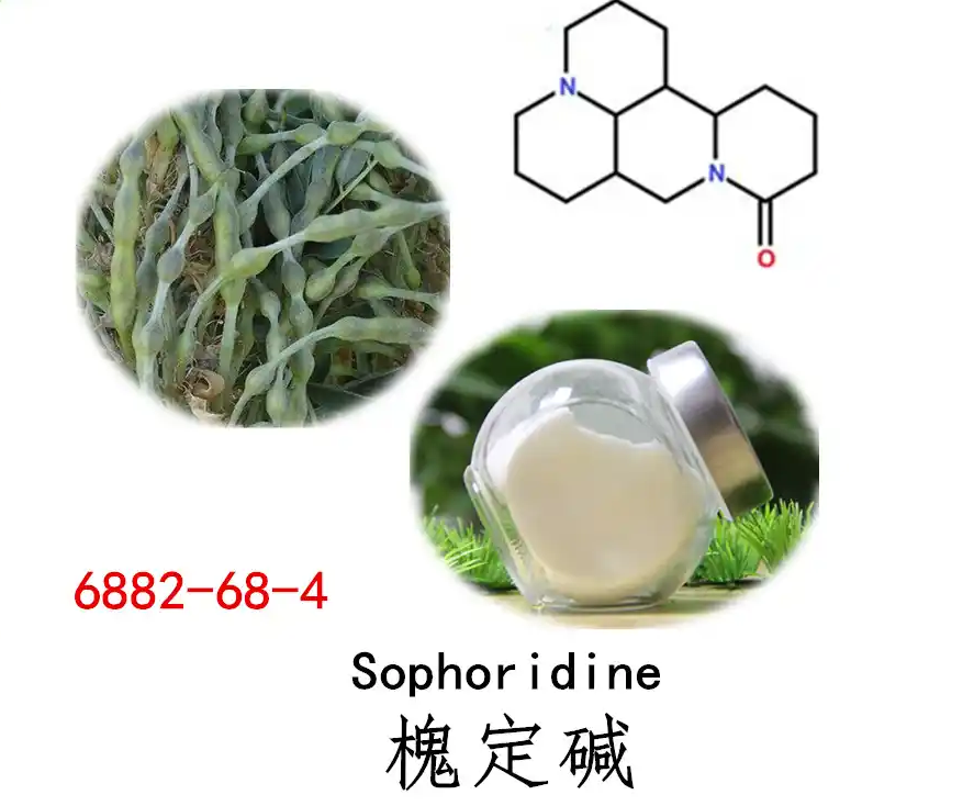 槐定碱,Sophoridine