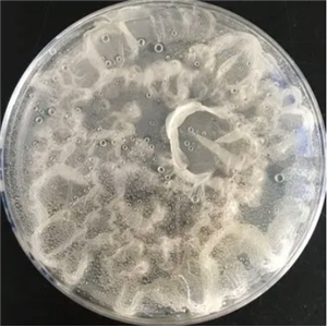 Piptocephalis Cylindrospora,Piptocephalis Cylindrospora