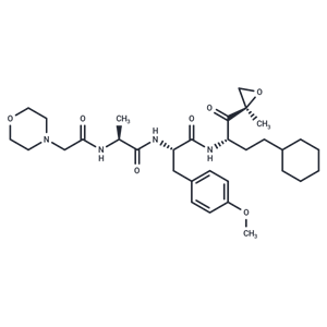 化合物 Proteasome β2c/i-IN-1|T81373|TargetMol