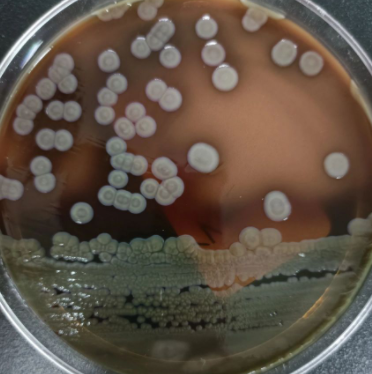 單孢共頭霉原變種,Syncephalastrum Monosporum