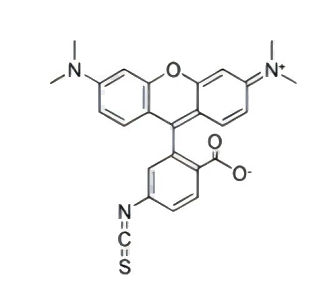 TRITC,四甲基羅丹明-5(6)異硫氰酸酯,5(6)-TRITC 5(6)-Tetramethylrhodamine isothiocyanate