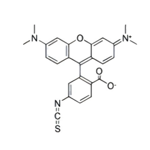 TRITC,四甲基罗丹明-5(6)异硫氰酸酯