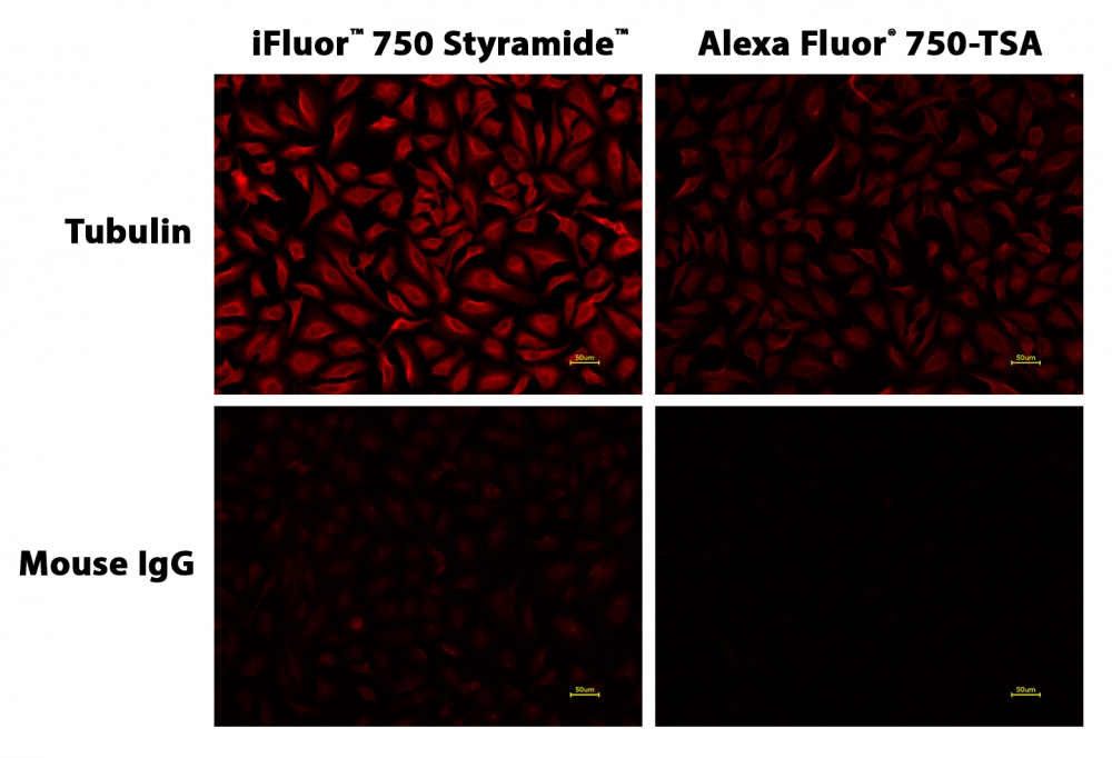 iFluor 750 酪胺 * Alexa Fluor 750酪胺的優(yōu)異替代品*,iFluor? 750iFluor? 750 Styramide *Superior Replacement for Alexa Fluor 750 tyramide* Styramide *Superior Replacement for Alexa Fluor 750 tyramide*