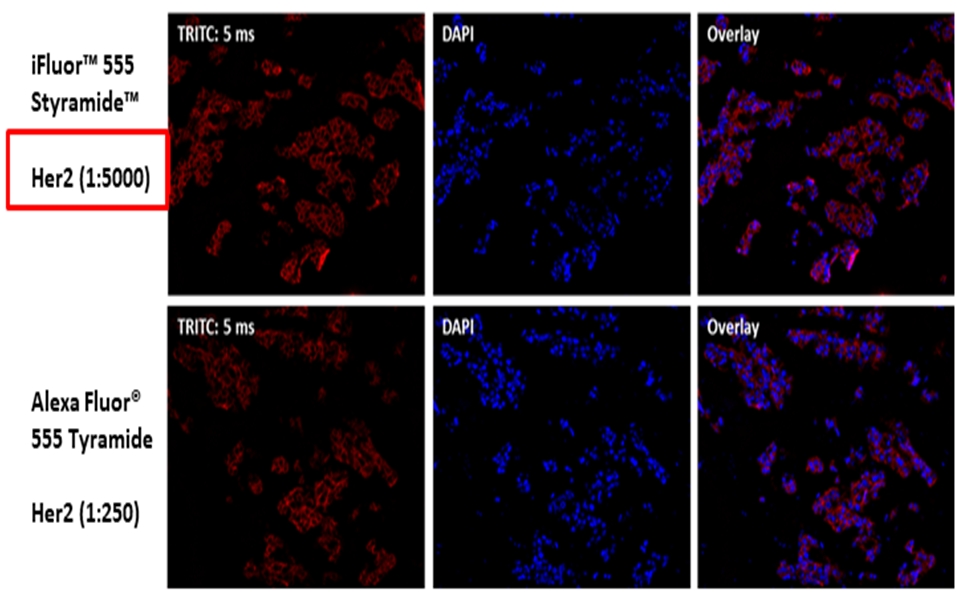 iFluor 555 酪胺信號放大成像試劑盒，含山羊抗兔IgG,iFluor? 555 PSA? Imaging Kit with Goat Anti-Rabbit IgG