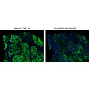 iFluor 488 酪胺信號放大成像試劑盒，含有山羊抗兔IgG,iFluor? 488 PSA? Imaging Kit with Goat Anti-Rabbit IgG