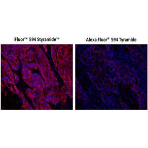 iFluor 594 酪胺信號(hào)放大成像試劑盒，含有山羊抗兔IgG,iFluor? 594 PSA? Imaging Kit with Goat Anti-Rabbit IgG