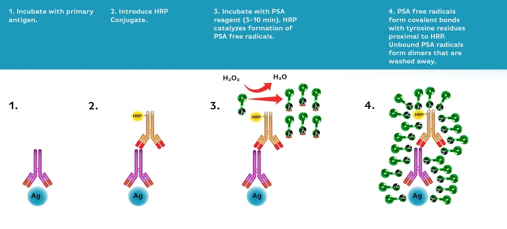 iFluor 350 酪胺信號放大成像試劑盒，含山羊抗小鼠IgG,iFluor? 350 PSA? Imaging Kit with Goat Anti-Mouse IgG