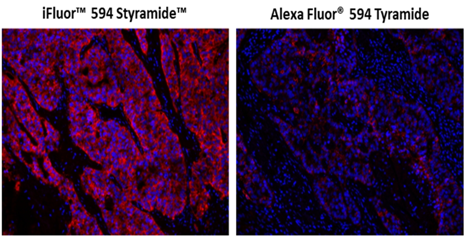 iFluor 594 酪胺信號放大成像試劑盒，含山羊抗小鼠IgG,iFluor? 594 PSA? Imaging Kit with Goat Anti-Mouse IgG