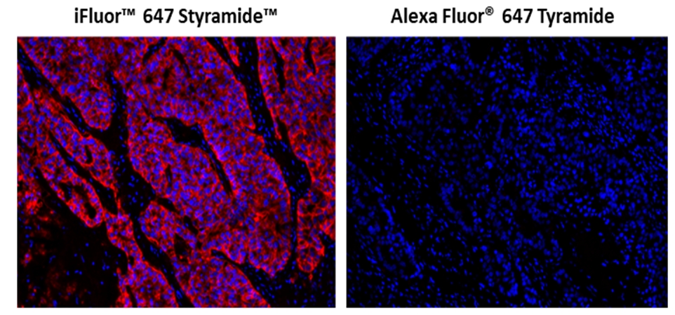 iFluor 647 酪胺信號放大成像試劑盒，含山羊抗小鼠IgG,iFluor? 647 PSA? Imaging Kit with Goat Anti-Mouse IgG