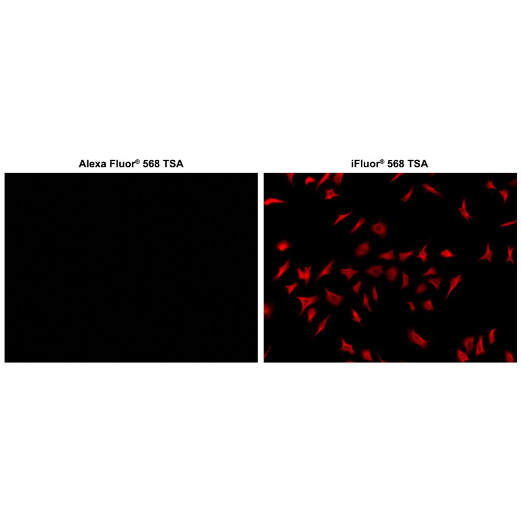 iFluor 568 酪胺,iFluor? 568 Tyramide