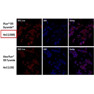 iFluor 555 酪胺信號放大成像試劑盒，含山羊抗小鼠IgG,iFluor? 555 PSA? Imaging Kit with Goat Anti-Mouse IgG