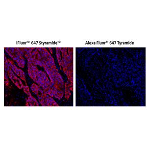 iFluor 647 酪胺信號放大成像試劑盒，含山羊抗小鼠IgG,iFluor? 647 PSA? Imaging Kit with Goat Anti-Mouse IgG