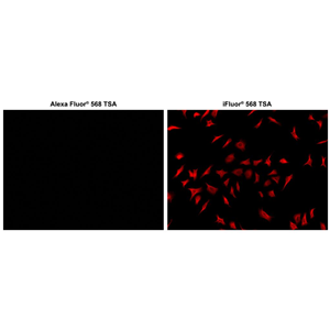 iFluor 568 酪胺,iFluor? 568 Tyramide