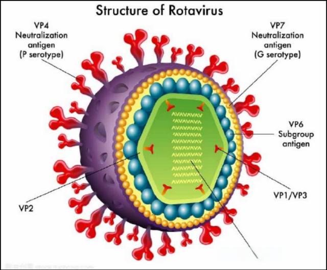 豬A型輪狀病毒蛋白；豬A型輪狀病毒抗原；豬輪狀病毒抗原,Swine rotavirus disease