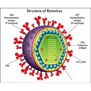 100μg 豬A型輪狀病毒蛋白，豬A型輪狀病毒抗原，豬輪狀病毒抗原