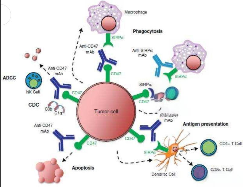 InVivoMab 小鼠功能抗體PD-1（CD279）,InVivoMab anti-mouse PD-1 (CD279)