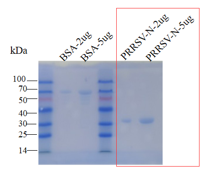 抗小反芻獸疫（PPRV）單克隆抗體；羊瘟抗體,Monoclonal antibody againstInfectious CCPP protein