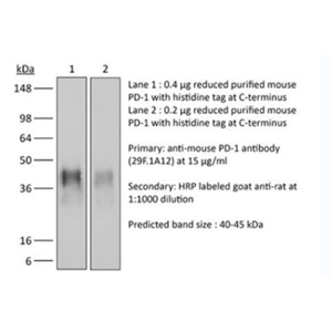 InVivoPlus 抗小鼠 PD-1 (CD279),InVivoPlus anti-mouse PD-1 (CD279)