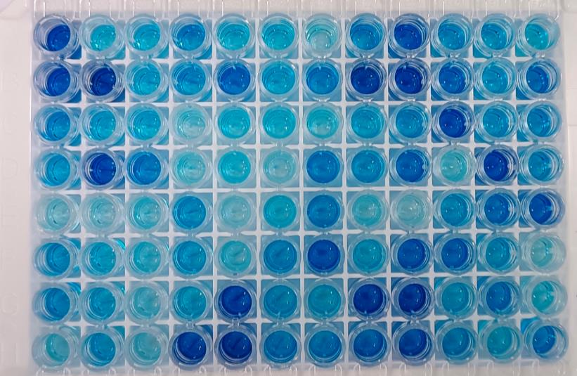 抗兔瘟病毒單克隆抗體；兔RHDV病毒抗體,Monoclonal antibodies against RHDV and  virus