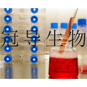 SW620/LUC Cells人結(jié)腸癌細(xì)胞系,SW620/LUC Cells