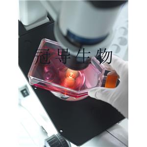 MV-4-11 Cells人髓性單核細(xì)胞白血病細(xì)胞系(提供STR圖譜),MV-4-11 Cells