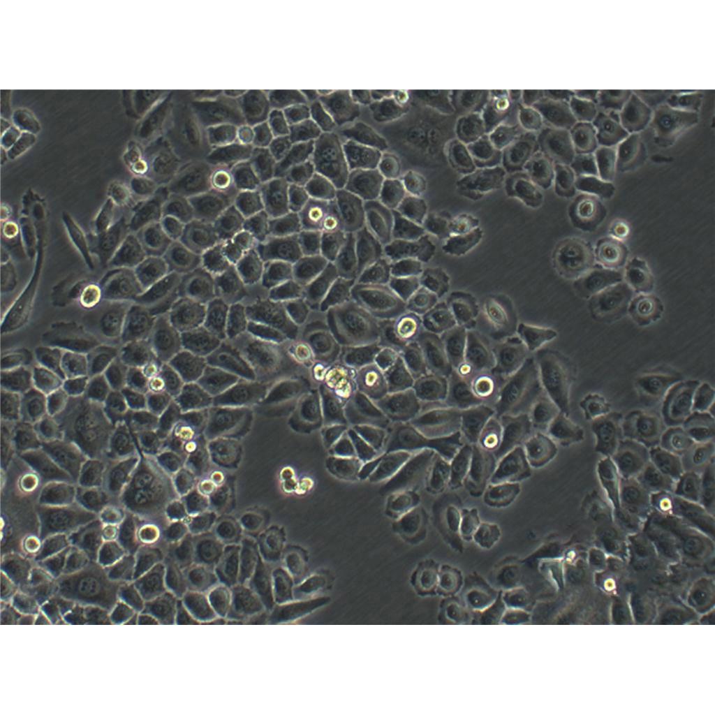 MDA-kb2 Cells人乳腺癌細(xì)胞系,MDA-kb2 Cells