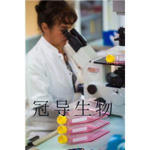 SK-MEL-5 Cells人皮膚黑色素瘤細胞系,SK-MEL-5 Cells