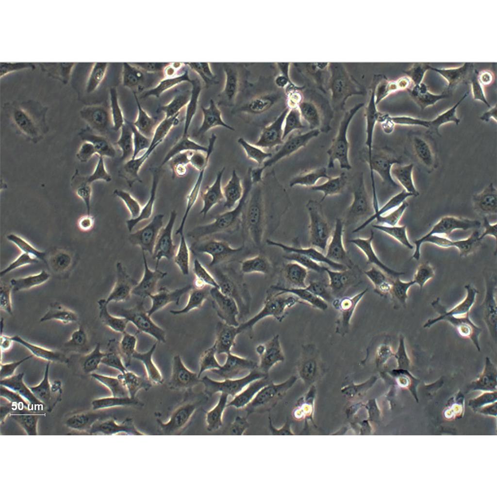 hCMEC/D3 Cells人腦微血管內(nèi)皮細(xì)胞系,hCMEC/D3 Cells