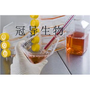 TK6 Cells人成淋巴細(xì)胞系,TK6 Cells